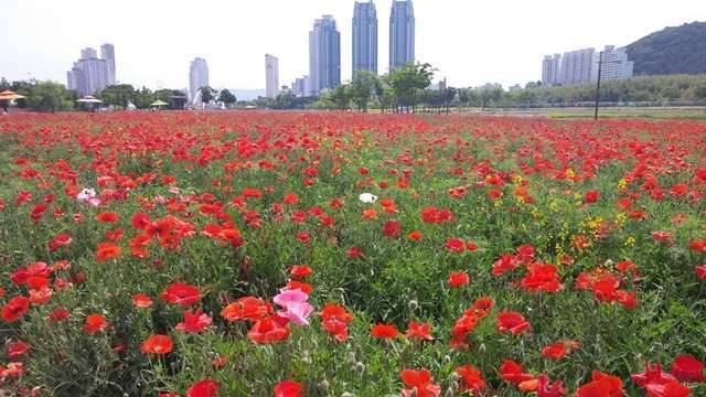 간만에안구정화들 하고 가십시오울산 태화강공원입니닷 (커뮤니티 - 자유게시판)