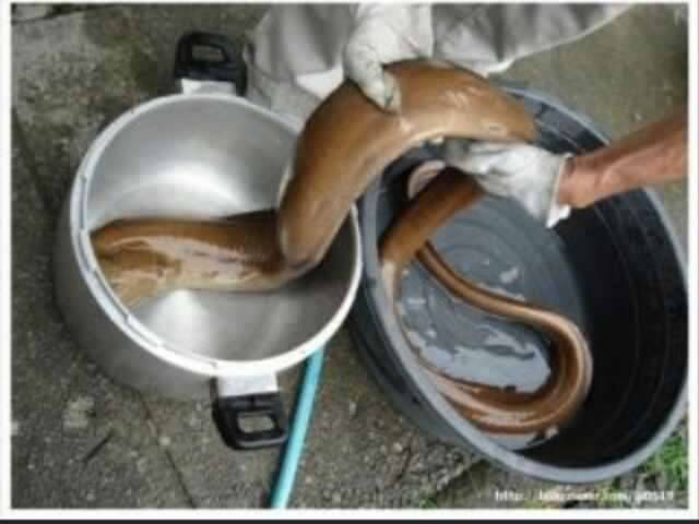 잔챙이 성화가 심하네요 (커뮤니티 - 자유게시판)