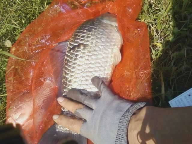 월척지 번외이벤트 당첨님 발표 (커뮤니티 - 자유게시판)