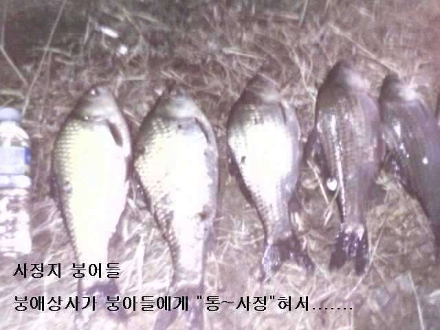 주임상사의 생애 첫 월척 (커뮤니티 - 자유게시판)