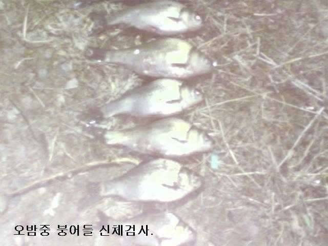 주임상사의 생애 첫 월척 (커뮤니티 - 자유게시판)