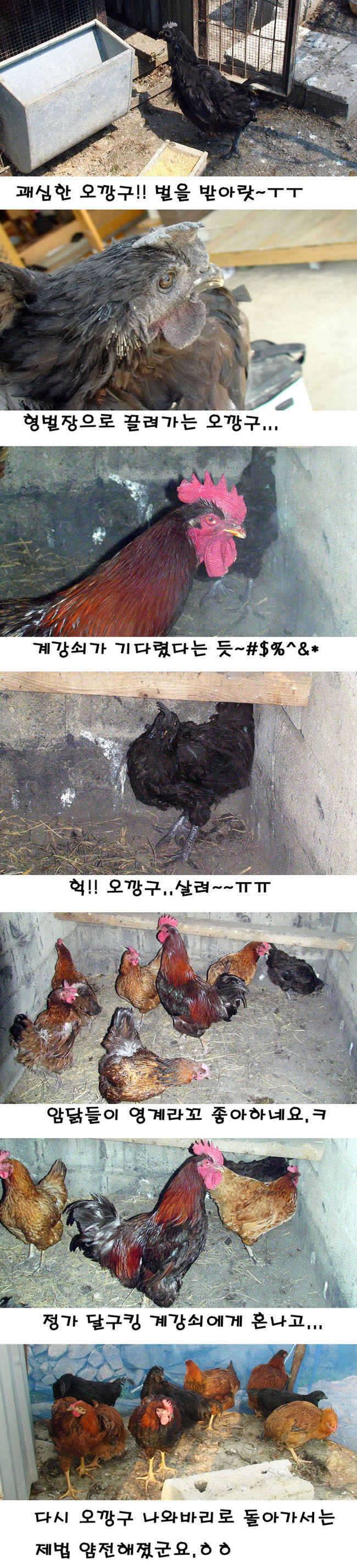 텃새2 응징 (커뮤니티 - 자유게시판)