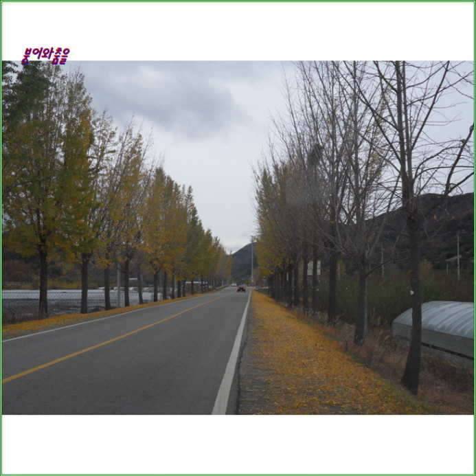 은행나무 암수 구별법 (커뮤니티 - 자유게시판)