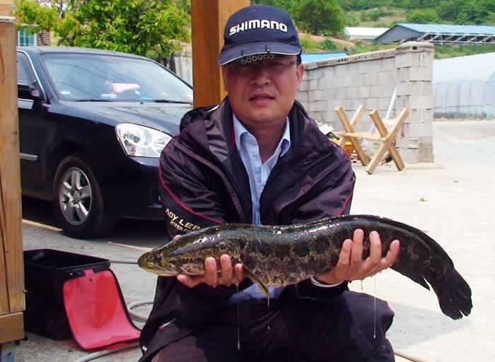 정가는 장어메카로 변신 중 (커뮤니티 - 자유게시판)