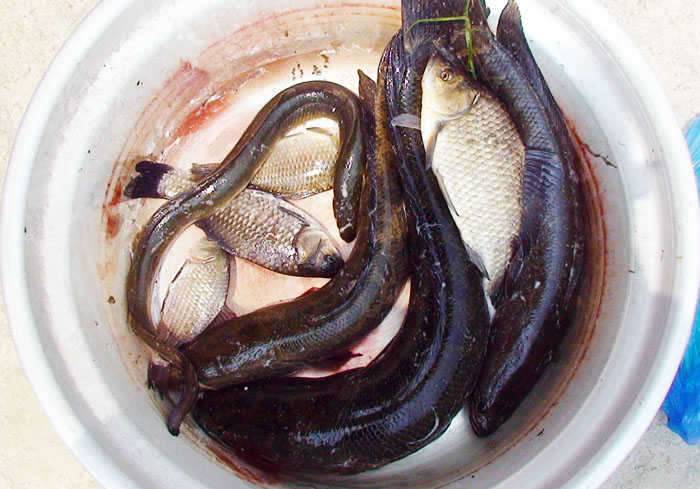 정가는 장어메카로 변신 중 (커뮤니티 - 자유게시판)