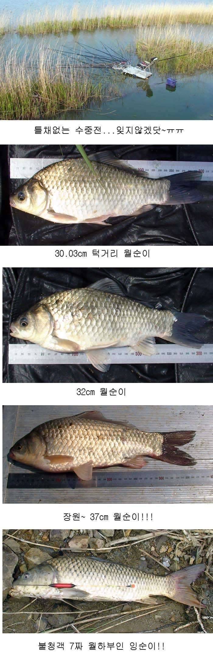 월순이 잉순이랑 인사드려유 (커뮤니티 - 자유게시판)