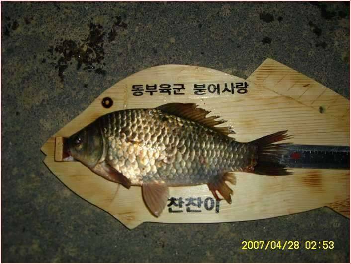 산란의 고통끝에서 (커뮤니티 - 자유게시판)