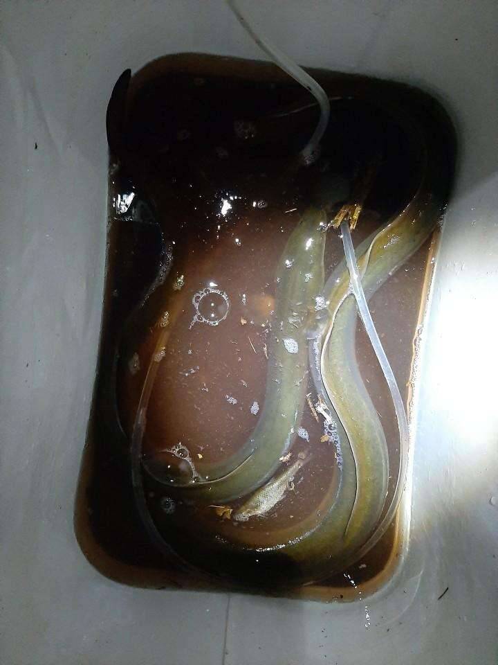 붕어는 어케 잡아요 (커뮤니티 - 자유게시판)