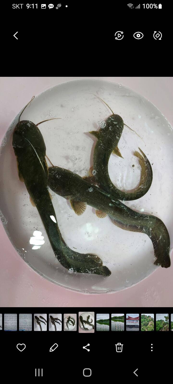 잡이터에서 잡은 물고기 먹어도 되나요 (커뮤니티 - 자유게시판)