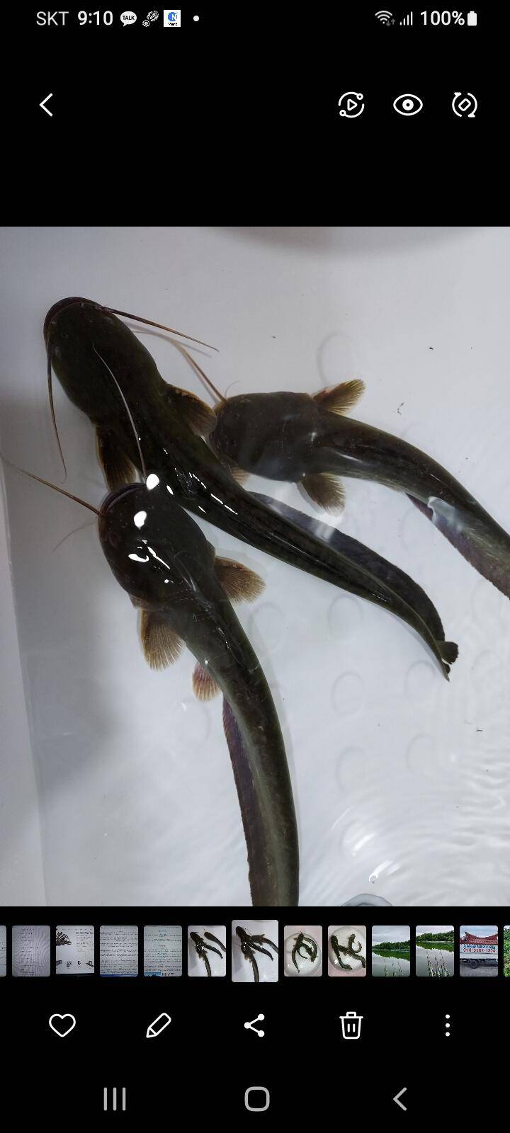 잡이터에서 잡은 물고기 먹어도 되나요 (커뮤니티 - 자유게시판)