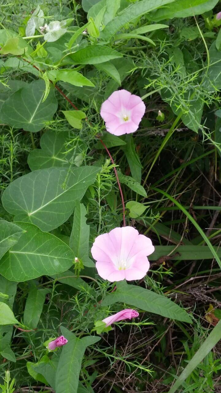 유년의 들녘메꽃 닮은 그 아이 (커뮤니티 - 자유게시판)