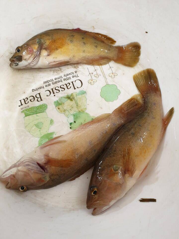 커뮤니티 > 자유게시판 > 이 고기 이름이 뭔가요?