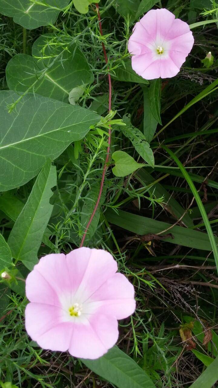 유년의 들녘메꽃 닮은 그 아이 (커뮤니티 - 자유게시판)