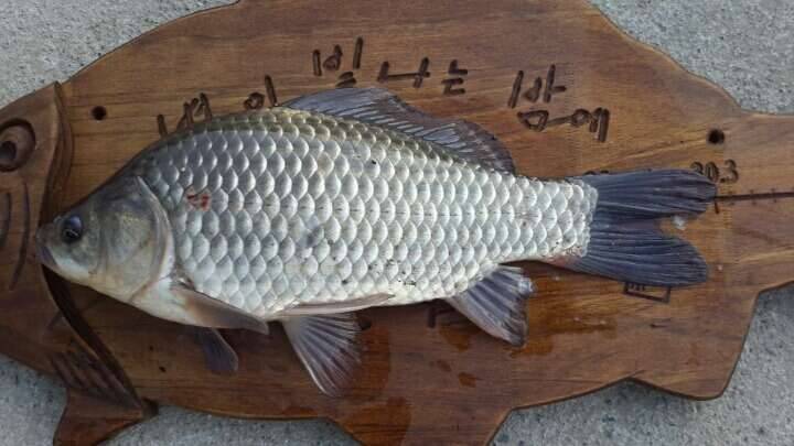 내일 첫 출조2 (커뮤니티 - 자유게시판)