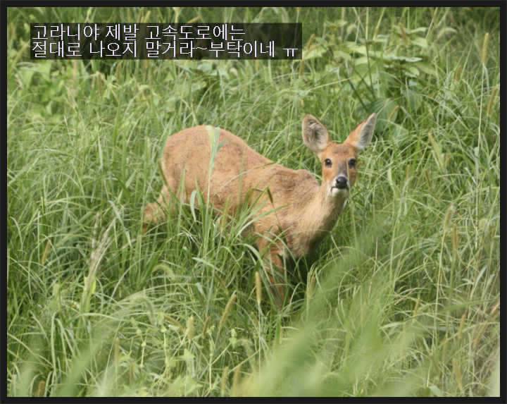 9살되는 해에는 더 조심해야 겠습니다 (커뮤니티 - 자유게시판)