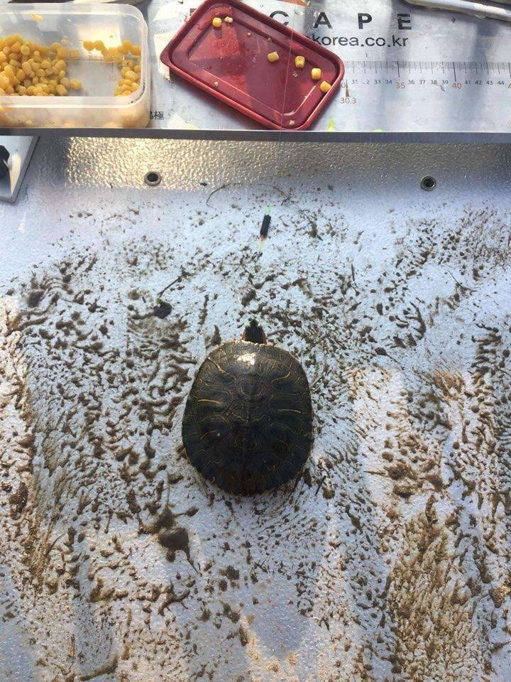 미치긋네요 (커뮤니티 - 자유게시판)