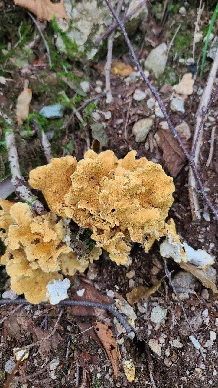 산으로 산으로 (커뮤니티 - 자유게시판)