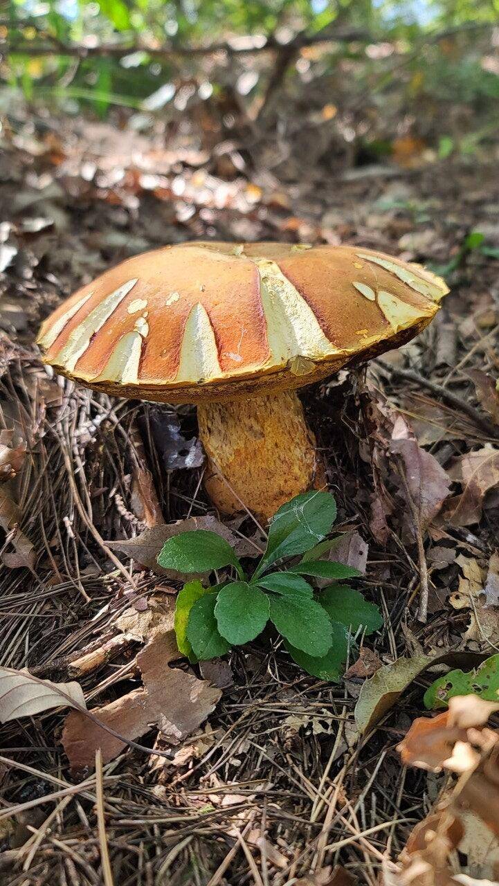 산으로 산으로 (커뮤니티 - 자유게시판)