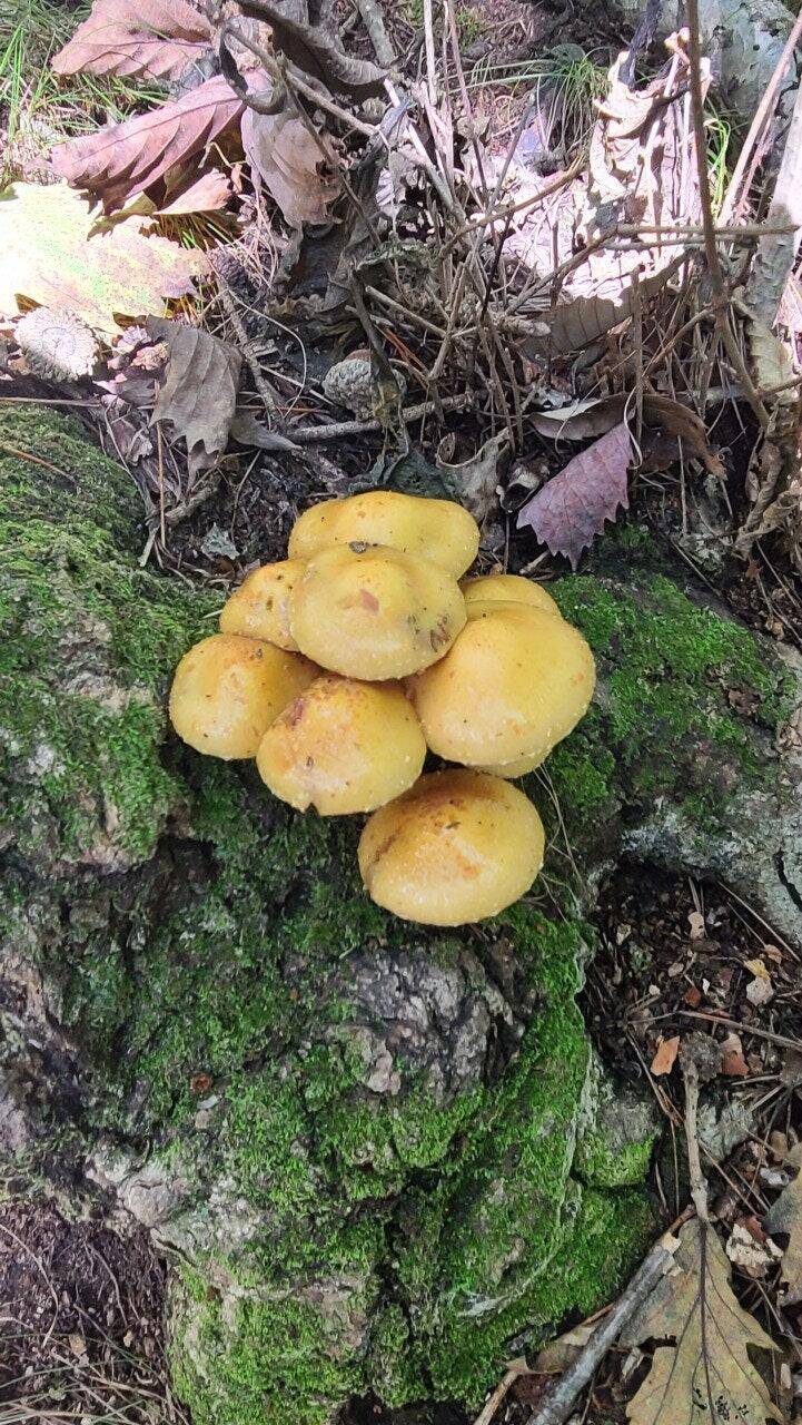 산으로 산으로 (커뮤니티 - 자유게시판)