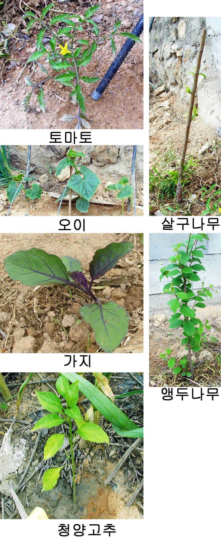 비를 기다렸습니다 (커뮤니티 - 자유게시판)
