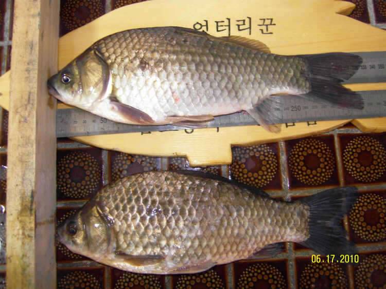 아고고 (커뮤니티 - 자유게시판)