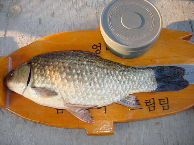 산란 (커뮤니티 - 자유게시판)