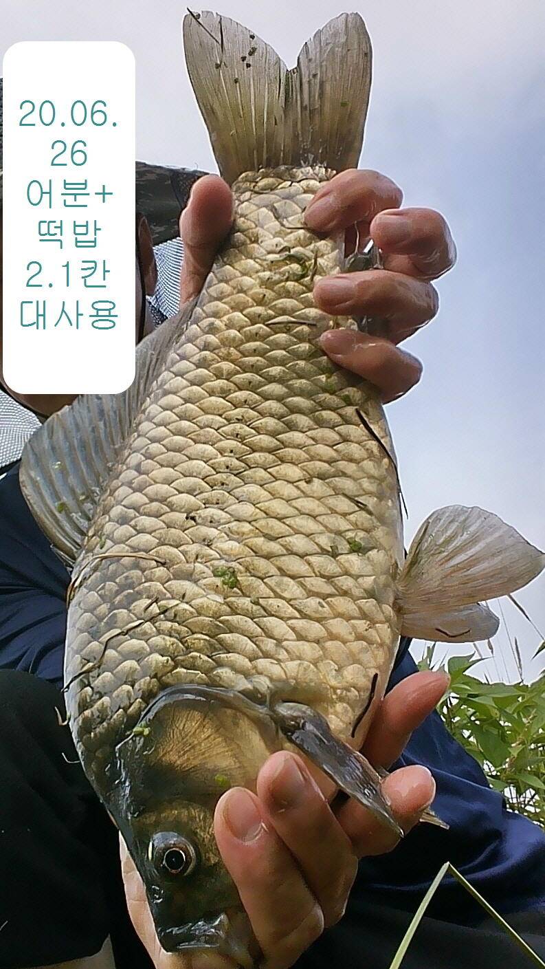 이 붕어 사진좀 봐주세요 (커뮤니티 - 자유게시판)