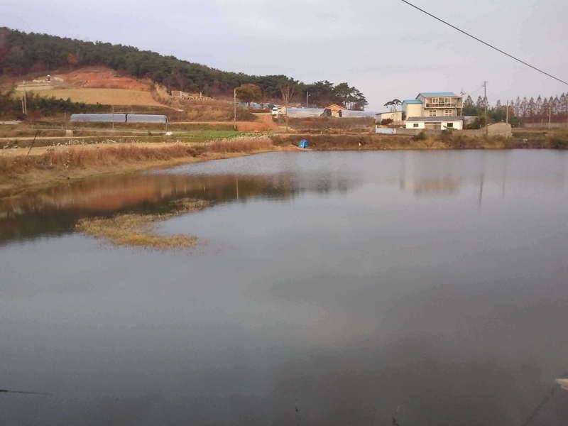 붕어 보러갑시다 (커뮤니티 - 자유게시판)
