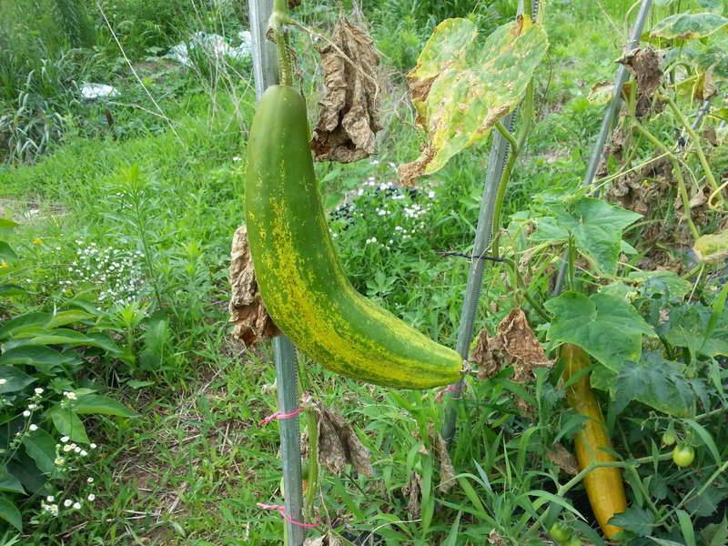 오후에는 날씨 댓끼리 (커뮤니티 - 자유게시판)
