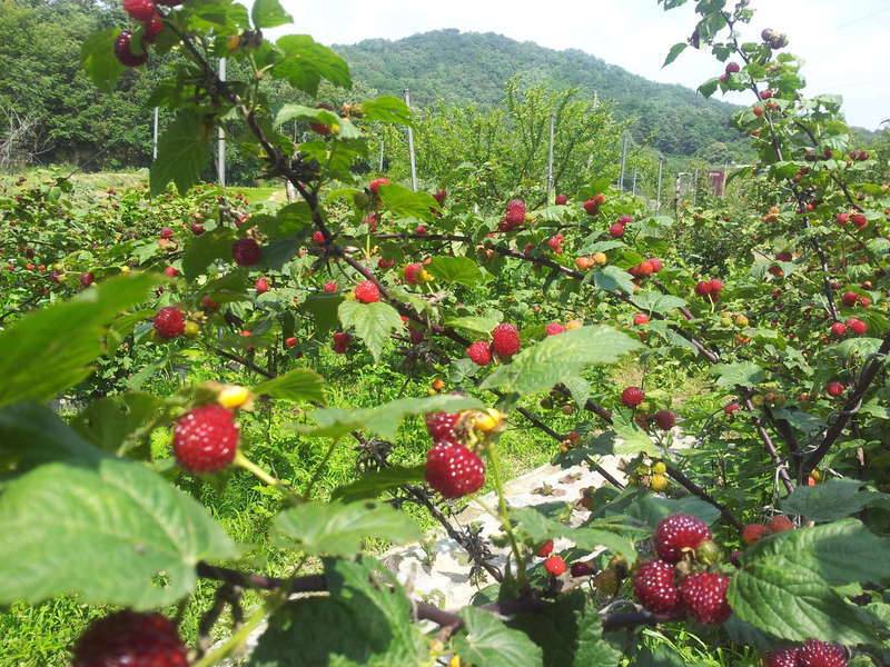 어제 땡땡이 결과 (커뮤니티 - 자유게시판)