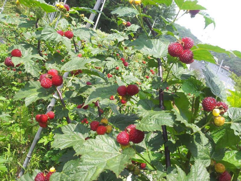 어제 땡땡이 결과 (커뮤니티 - 자유게시판)