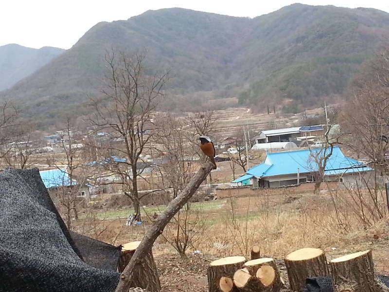 토종 지롱이와 삼동추 (커뮤니티 - 자유게시판)