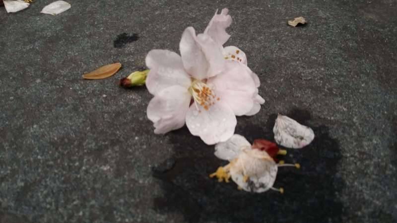 작야우 昨夜雨 (커뮤니티 - 자유게시판)