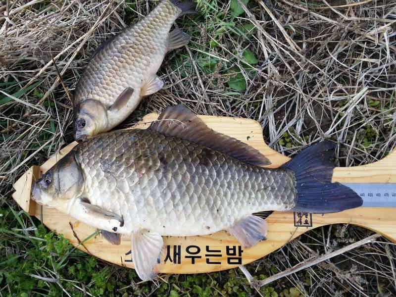 붕어들은 만우절이 없었다 (커뮤니티 - 자유게시판)