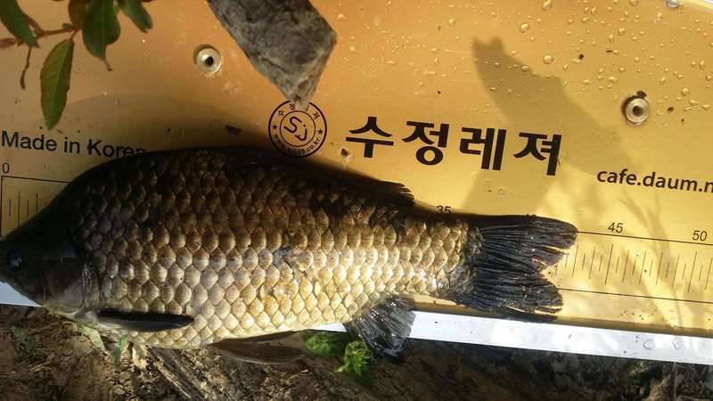 이제 솔직해 질렵니다 (커뮤니티 - 자유게시판)