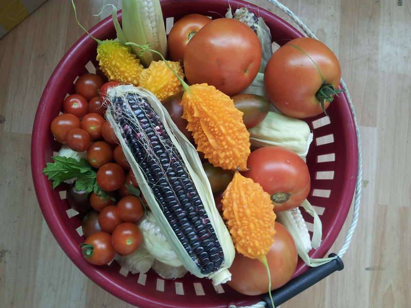 오늘 하루 먹거리 (커뮤니티 - 자유게시판)
