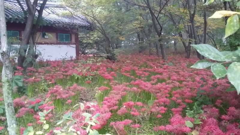 수구초심 首丘初心 (커뮤니티 - 자유게시판)