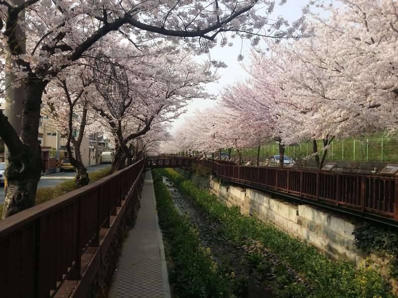 낚시와 꽃구경 (커뮤니티 - 자유게시판)