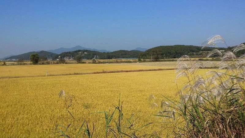대한민국 만세 (커뮤니티 - 자유게시판)