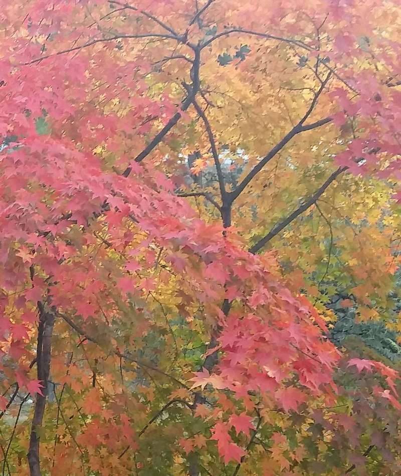 팔공산 겉길을 돌다가 (커뮤니티 - 자유게시판)