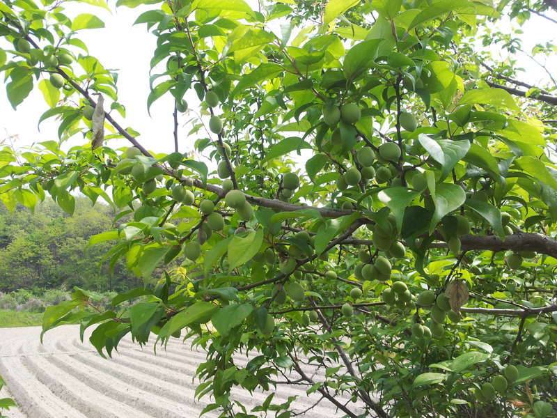 챔질 대신 삽질 (커뮤니티 - 자유게시판)