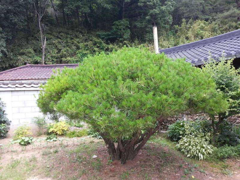 수목장 樹木葬 (커뮤니티 - 자유게시판)