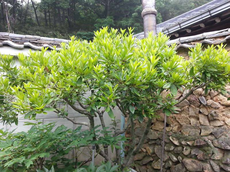 수목장 樹木葬 (커뮤니티 - 자유게시판)