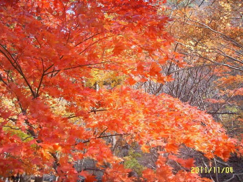 내장산 단풍구경하세요 (커뮤니티 - 자유게시판)