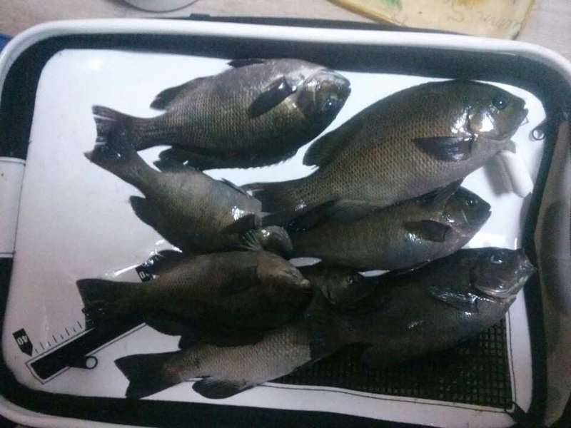 거제도 조황 부탁드립니다 (커뮤니티 - 자유게시판)