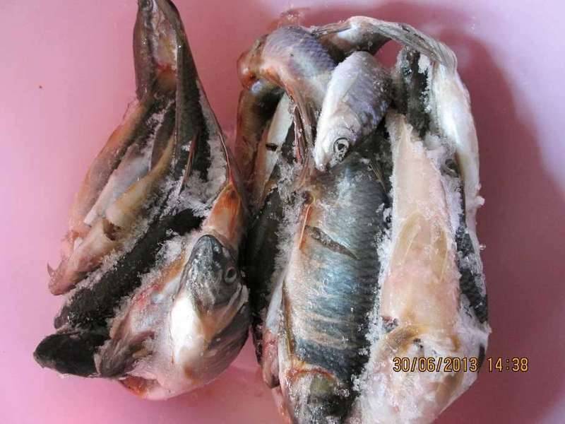 집행자님 낚싯대로 밤낚시를 한 조과를 보고합니다 (커뮤니티 - 자유게시판)