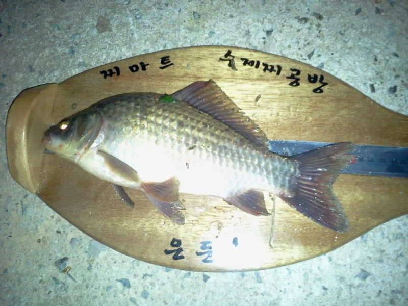 여름낚시 (커뮤니티 - 자유게시판)