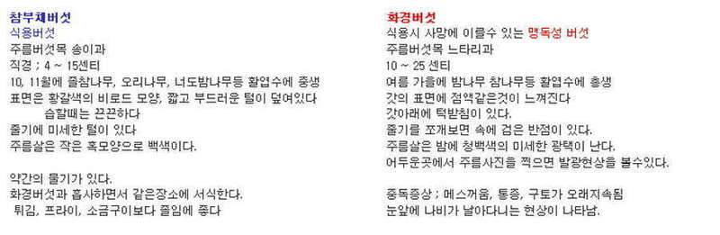 참부채버섯야생느타리과 화경버섯 (커뮤니티 - 자유게시판)