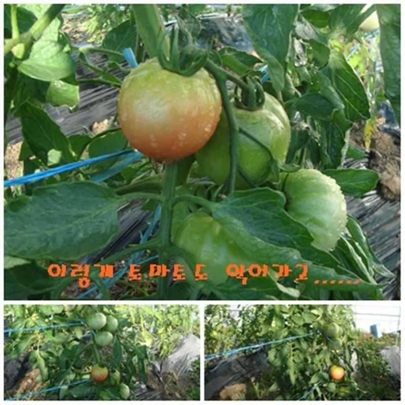 저는 행복한 하루를 이렇게 엽니다 (커뮤니티 - 자유게시판)