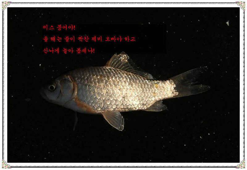 물 속에서 알려드립니다 (커뮤니티 - 자유게시판)
